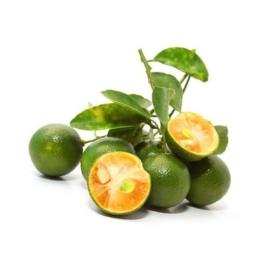 Trái tắc đông lạnh - Frozen Calamansi